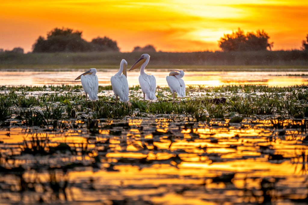 pelicani in excursie care sunt fotografiati din barca la apusul soarelui in Delta Dunarii.