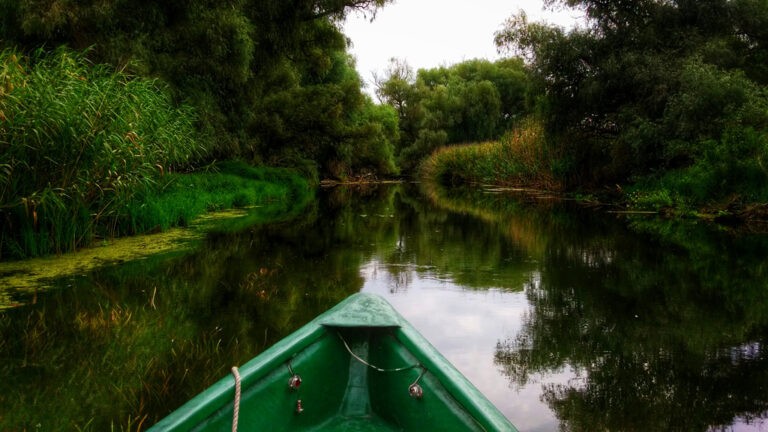 imagine din barca pe apa inconjurat de vegetatie natura un loc de trecere in excursia pe apa