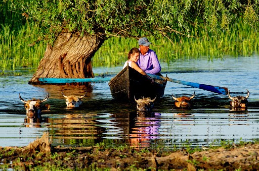 fotografie cu oameni intr-o barca in care apa este plina de animale care inoata in apa Deltei Dunarii