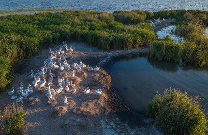 pelicani-excursii-in-delta-dunarii